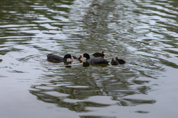 A duck and ducklings are swimming in the lake.Black bird and her babies in the water.Birds in their natural habitat.A family of ducks.Ripples on the water from the movement of birds