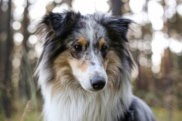 Loveoly close-up photo of a beautiful fluffy shetland sheepdog sheltie dog on a beautiful sunset...