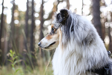 Loveoly close-up photo of a beautiful fluffy shetland sheepdog sheltie dog on a beautiful sunset...