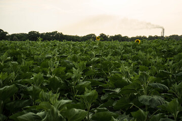 sunflowers in the field