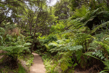 Abel Tasman Coast Track leading through tropic jungle