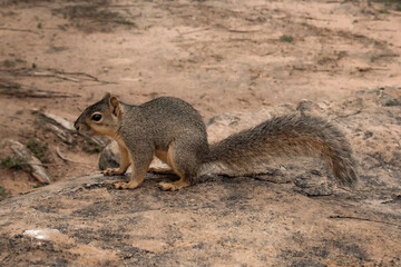 squirrel in a park