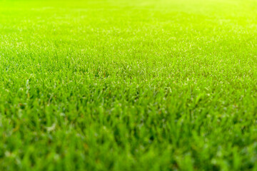 Fototapeta na wymiar Lawn blur with soft light for background. Beautiful green grass texture
