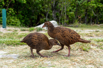 Nosy Weka birds demanding food from hikers at Abel Tasman Coast Track