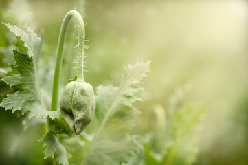 flower bud close up on a sunny lawn