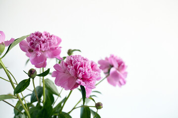 Bouquet of pink peony flowers on white wall background