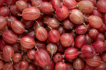 Background of red gooseberries close up.