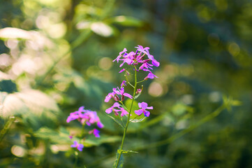 Beautiful flowers blooming in garden. Wild flowers.