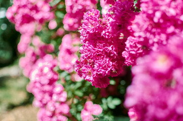 Beautiful flowers blooming in garden. Wild flowers.