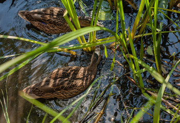 Ducks in the pond
