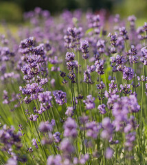 field of lavender