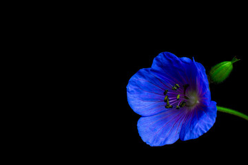 blue flower isolated on a black background