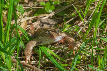 Frog in the grass