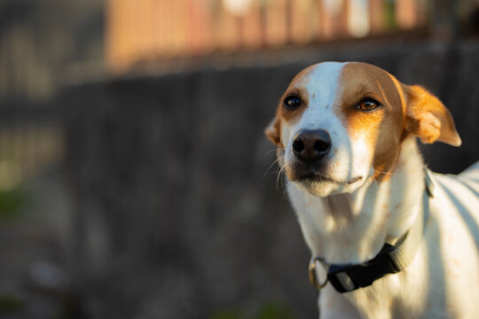 lindo cachorro branco com manchas marrons no corpo de tamanho m&eacute;dio pequeno ao ar livre