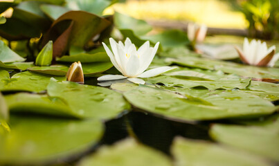 white water lilies