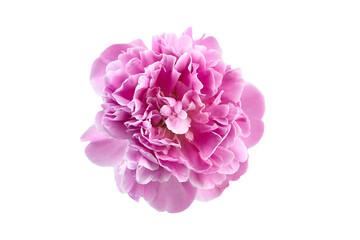 Pink peony flower isolated on white background top view