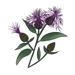 Isolated lilac milk thistle meadow flower illustration

