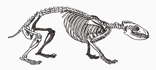 European hedgehog erinaceus europaeus skeleton in profile view, after antique engraving from 19th century © M