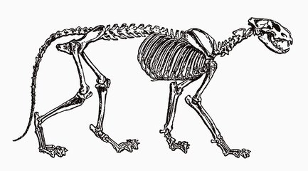 lion panthera leo skeleton in profile view, after antique engraving from 19th century