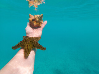 Hand of snorkeler holding starfish and seashell underwater. concept of travel and Adventures
