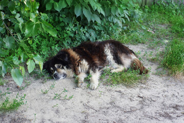 Naklejka premium shaggy dog is resting on the grass 