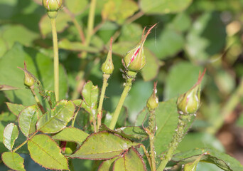 Shallow focus of aphids on small rosebuds on a stem