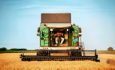 Fototapeta premium Harvesting campaign. Combine in the wheat field during the harvest. Agricultural concept