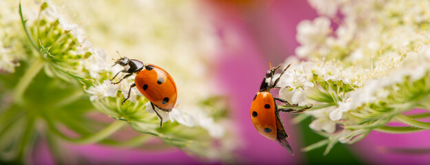seven-spot ladybird, Coccinella septempunctata on a flower