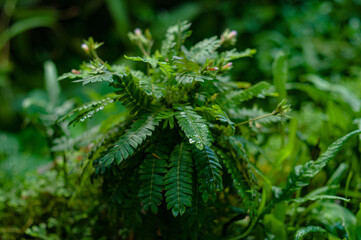 Gorgeuous jungle background plants green and purple dark moody closep