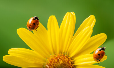 Fototapeta premium flower with rain drops and ladybird - macro photography