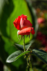 A scarlet rose in the garden on a summer day. Beautiful flowers, cultivation of roses.