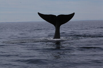 Ballena Franca Austral Patagonia Argentina