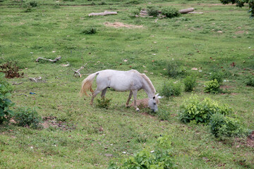 Cavalo Na Relva