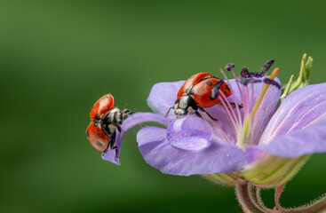 flower with rain drops and ladybirds - macro photography