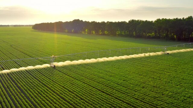 Irrigation system spraying water on potato plants at sunset . Agribusiness Farm Green Field Dry Season Agriculture Concept.
