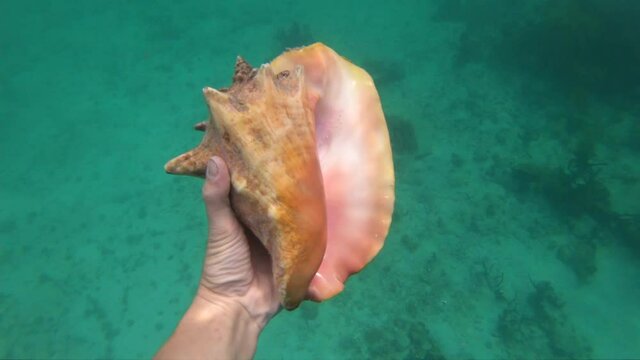 Hand of snorkeling man holding huge conch shell underwater. Concept of travel, vocation and adventure 