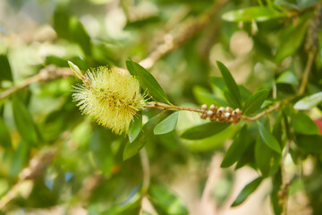 Close up of Bottlebrush plants (Callistemon) in the Avoca Garden, Ireland.