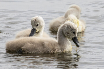 Mute Swan. łabędź niemy, Cygnus olor © Mariusz