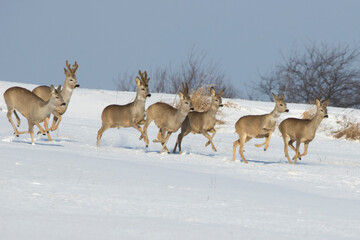 European roe deer in a winter landscape
