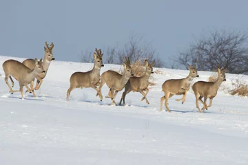 Raamstickers European roe deer in a winter landscape © Mariusz