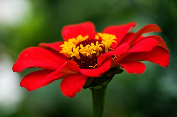 花壇に咲く赤いジニア。和名で百日草ともいう。暑い時期にも花が休むことなく咲き続ける一年草。花言葉は「不在の友を思う」「遠い友を思う」「別れた友への思い」「絆」「いつまでも変わらぬ心」「注意を怠るな」