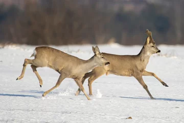  European roe deer in a winter landscape © Mariusz