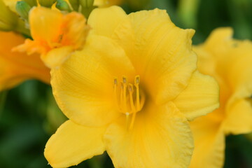 The anthers of daylily covered in pollen.