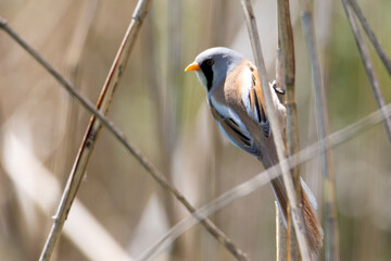 wąsatka, Panurus biarmicus. Bearded Reedling 