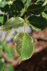 Black spots develop on the rose leaves