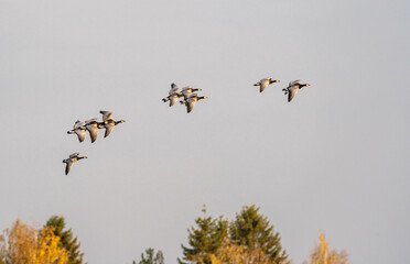 Barnacle goose flock flying