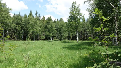 forest in summer