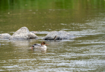 Common merganser swimming