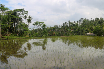 Indonesian green rice paddies filled with water