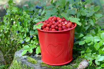 a full bucket of strawberries on a hemp
